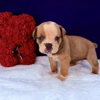 SPYDER, a male Olde English Bulldogge for sale in Jacksonville, FL – Photo 3 of 10