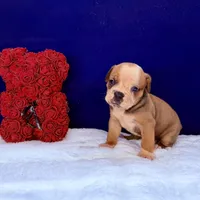 SPYDER, a male Olde English Bulldogge for sale in Jacksonville, FL – Photo 2 of 10