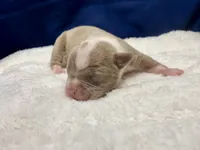 processed/db7c4c46-de8b-4a5d-9fee-3a9c87fbf45d/listing/8539a8a2-6301-43c0-b87d-34a48345a694/d3112dc4-35c7-49db-ae85-8fdf3abd1738