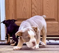 REGINA GEORGE, a female Olde English Bulldogge for sale in Jacksonville, FL – Photo 3 of 3