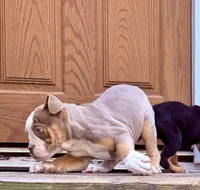 REGINA GEORGE, a female Olde English Bulldogge for sale in Jacksonville, FL – Photo 1 of 3