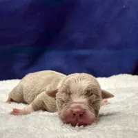 ADIOS, a male Olde English Bulldogge for sale in Jacksonville, FL – Photo 5 of 9