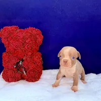 ADIOS, a male Olde English Bulldogge for sale in Jacksonville, FL – Photo 2 of 9