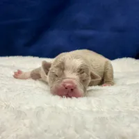 ADIOS, a male Olde English Bulldogge for sale in Jacksonville, FL – Photo 6 of 9