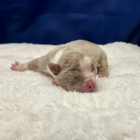 ADIOS, a male Olde English Bulldogge for sale in Jacksonville, FL – Photo 4 of 9