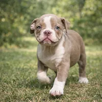 ADIOS, a male Olde English Bulldogge for sale in Jacksonville, FL – Photo 1 of 9