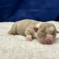 ADIOS, a male Olde English Bulldogge for sale in Jacksonville, FL – Photo 8 of 9