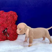 ADIOS, a male Olde English Bulldogge for sale in Jacksonville, FL – Photo 3 of 9