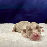 ADIOS, a male Olde English Bulldogge for sale in Jacksonville, FL – Photo 7 of 9