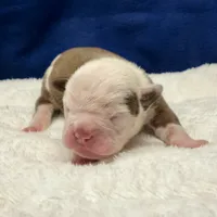 BABYSITA, a female Olde English Bulldogge for sale in Jacksonville, FL – Photo 5 of 10