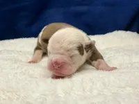 processed/db7c4c46-de8b-4a5d-9fee-3a9c87fbf45d/listing/c74f8dd5-71bc-4e0a-94a9-39fb95afd0c2/03ef4df1-5eed-4253-b733-33647c38c2b7