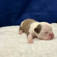 BABYSITA, a female Olde English Bulldogge for sale in Jacksonville, FL – Photo 7 of 10