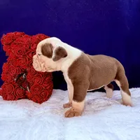 BABYSITA, a female Olde English Bulldogge for sale in Jacksonville, FL – Photo 3 of 10