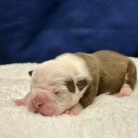 BABYSITA, a female Olde English Bulldogge for sale in Jacksonville, FL – Photo 8 of 10