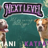 BABYSITA, a female Olde English Bulldogge for sale in Jacksonville, FL – Photo 10 of 10