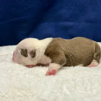 BABYSITA, a female Olde English Bulldogge for sale in Jacksonville, FL – Photo 9 of 10