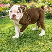 BABYSITA, a female Olde English Bulldogge for sale in Jacksonville, FL – Photo 1 of 10