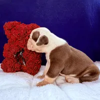 BABYSITA, a female Olde English Bulldogge for sale in Jacksonville, FL – Photo 4 of 10