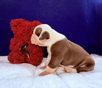 processed/db7c4c46-de8b-4a5d-9fee-3a9c87fbf45d/listing/c74f8dd5-71bc-4e0a-94a9-39fb95afd0c2/f5c4dd1e-48b5-4a92-b0e9-5a281b4143e4