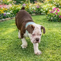 BABYSITA, a female Olde English Bulldogge for sale in Jacksonville, FL – Photo 2 of 10