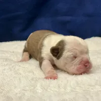 BABYSITA, a female Olde English Bulldogge for sale in Jacksonville, FL – Photo 6 of 10