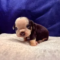 MOONFLASH, a male Olde English Bulldogge for sale in Jacksonville, FL – Photo 5 of 6