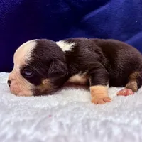 MOONFLASH, a male Olde English Bulldogge for sale in Jacksonville, FL – Photo 4 of 6