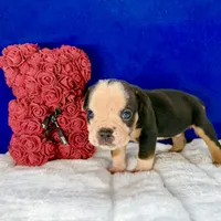MOONFLASH, a male Olde English Bulldogge for sale in Jacksonville, FL – Photo 3 of 6