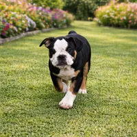 MOONFLASH, a male Olde English Bulldogge for sale in Jacksonville, FL – Photo 1 of 6