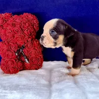 MOONFLASH, a male Olde English Bulldogge for sale in Jacksonville, FL – Photo 2 of 6