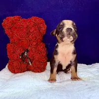 LIZA, a female Olde English Bulldogge for sale in Jacksonville, FL – Photo 1 of 8