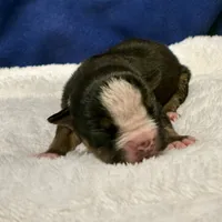 LIZA, a female Olde English Bulldogge for sale in Jacksonville, FL – Photo 4 of 8