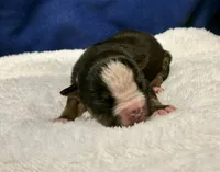 processed/db7c4c46-de8b-4a5d-9fee-3a9c87fbf45d/listing/ec05d7bc-53e0-43a8-a2ac-a46747fb6c2d/18f2095a-8457-48e3-8922-05d9007a8334