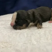 LIZA, a female Olde English Bulldogge for sale in Jacksonville, FL – Photo 5 of 8