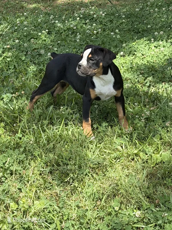 LIZA – Olde English Bulldogge puppy for sale in Jacksonville, FL
