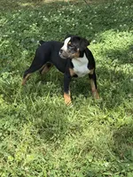 LIZA, a female Olde English Bulldogge for sale in Jacksonville, FL – 1 of 9