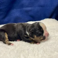 LIZA, a female Olde English Bulldogge for sale in Jacksonville, FL – Photo 7 of 8