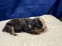 processed/db7c4c46-de8b-4a5d-9fee-3a9c87fbf45d/listing/ec05d7bc-53e0-43a8-a2ac-a46747fb6c2d/7fd5bade-9e6b-40fc-9c31-66cea1db0514