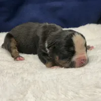 LIZA, a female Olde English Bulldogge for sale in Jacksonville, FL – Photo 3 of 8