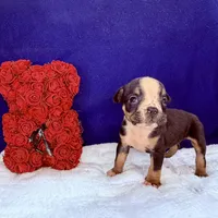 LIZA, a female Olde English Bulldogge for sale in Jacksonville, FL – Photo 2 of 8