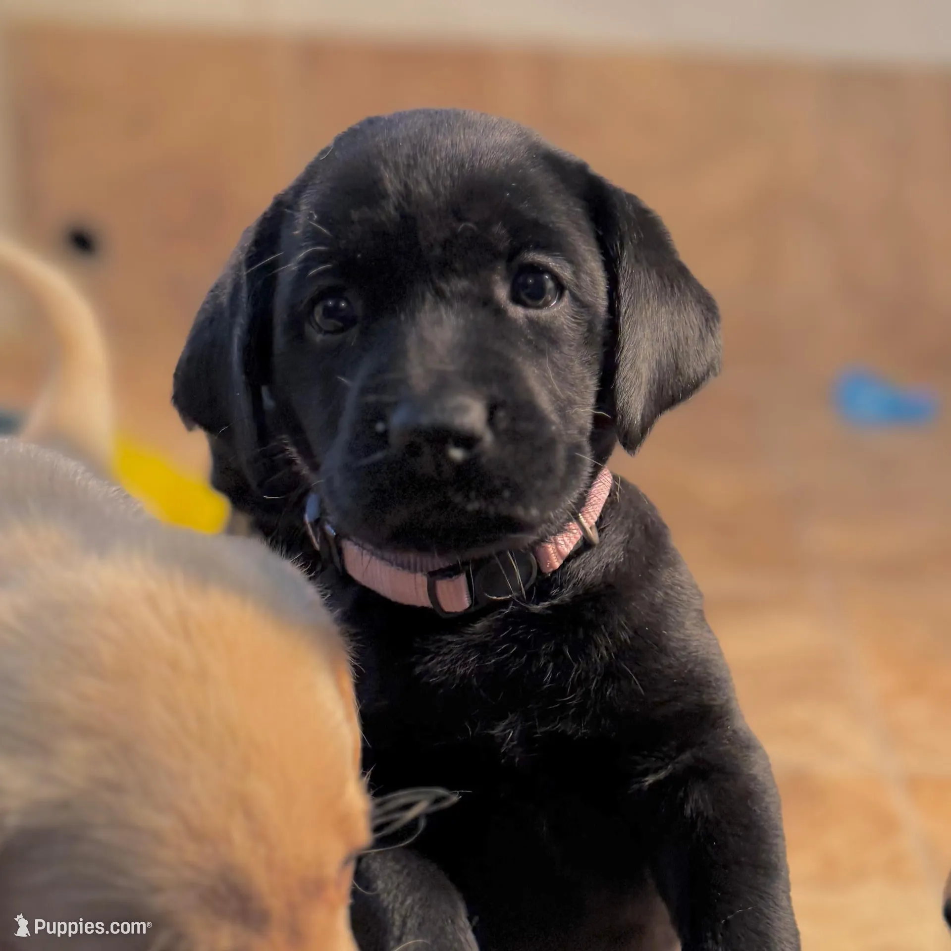 “Lily” Lavender Female