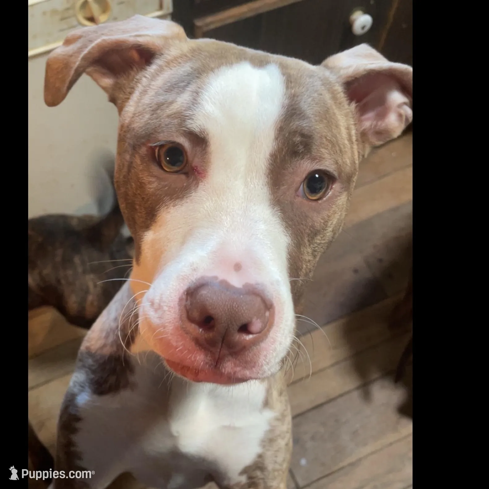 Dixie, a female American Pit Bull Terrier and Black Mouth Cur for sale in Eastpointe, MI – Photo 3 of 3