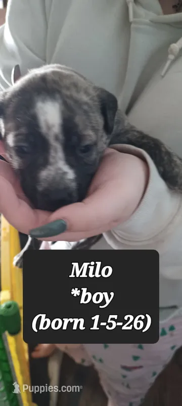 Milo