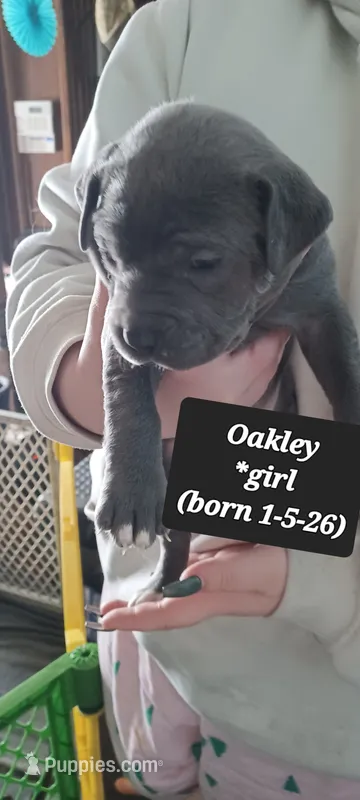 Oakley