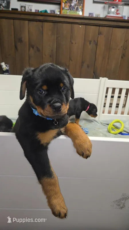 light blue, a female Rottweiler for sale in Taunton, MA – Photo 1 of 2