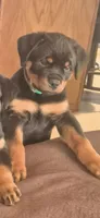 Green, a female Rottweiler for sale in Taunton, MA – Photo 1 of 2