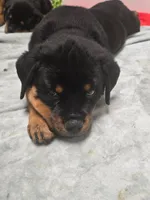 Green, a female Rottweiler for sale in Taunton, MA – Photo 2 of 2