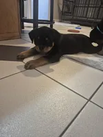 Purple, a female Rottweiler for sale in Taunton, MA – Photo 2 of 4