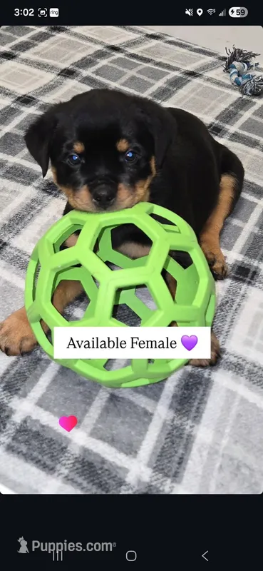 Purple, a female Rottweiler for sale in Taunton, MA – Photo 1 of 4