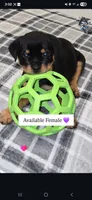 Purple, a female Rottweiler for sale in Taunton, MA – Photo 1 of 4